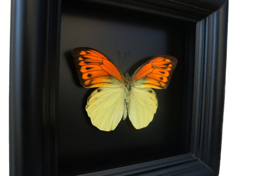5x5 Real butterfly in shadowbox frame - Orange and Yellow Butterfly