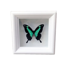 Load image into Gallery viewer, Real Framed Butterfly Taxidermy - Papilio Phorcas - Insects, Curiosity, Scientific, Bugs, Taxidermy Art, Natural, Unique
