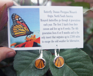 Real Monarch Butterfly Wing Drop Post Earrings - Butterfly Jewelry, Gifts For Her, Butterfly Wings, Small Jewelry