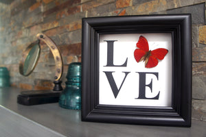 5x5 LOVE Butterfly Shadowbox Home Decor - Cymothoe Sangaris