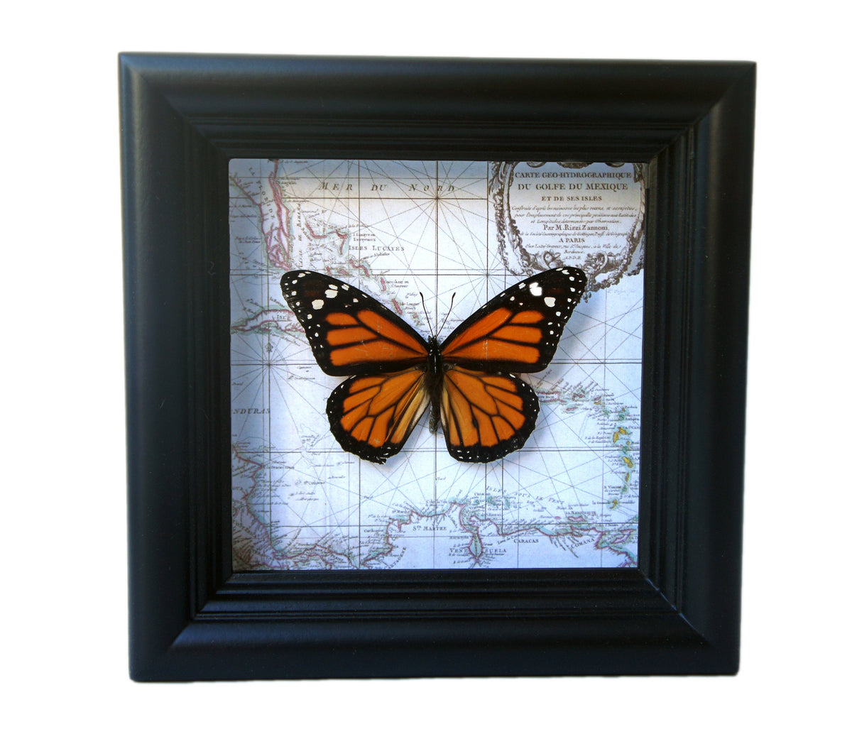 Real Monarch butterfly on a vintage map in a 5x5 shadow box