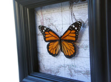 Load image into Gallery viewer, 5x5 Real Framed Butterfly Taxidermy - Monarch on Map
