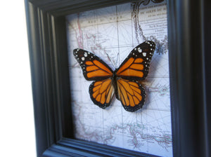 5x5 Real Framed Butterfly Taxidermy - Monarch on Map