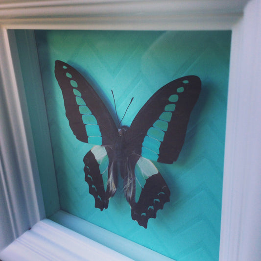 Real Graphium sarpedon (common bluebottle) butterfly in a 4x4 shadow box