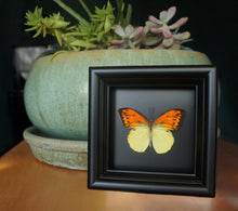 Load image into Gallery viewer, 5x5 Real butterfly in shadowbox frame - Orange and Yellow Butterfly
