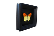 Load image into Gallery viewer, 5x5 Real butterfly in shadowbox frame - Orange and Yellow Butterfly
