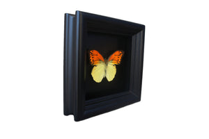 5x5 Real butterfly in shadowbox frame - Orange and Yellow Butterfly