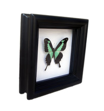 Load image into Gallery viewer, Real Framed Butterfly Taxidermy - Papilio Phorcas - Insects, Curiosity, Scientific, Bugs, Taxidermy Art, Natural, Unique
