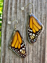 Load image into Gallery viewer, Real Monarch Butterfly Earrings - Monarch Forewing - Butterfly Wings, Butterfly Jewelry, Monarch Jewelry, Gifts For Her
