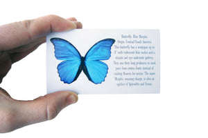 Real Butterfly Sterling Silver Teardrop Necklace - Blue Morpho