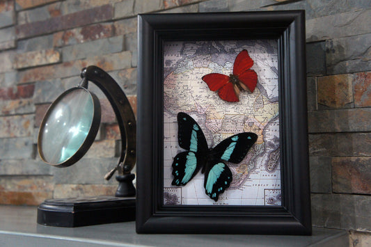 Real blue and red butterflies on a vintage map in a 5x7 shadow box