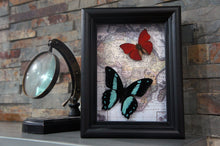 Load image into Gallery viewer, 5x7 Real Butterflies On Map Shadowbox - Bromius and Sangaris
