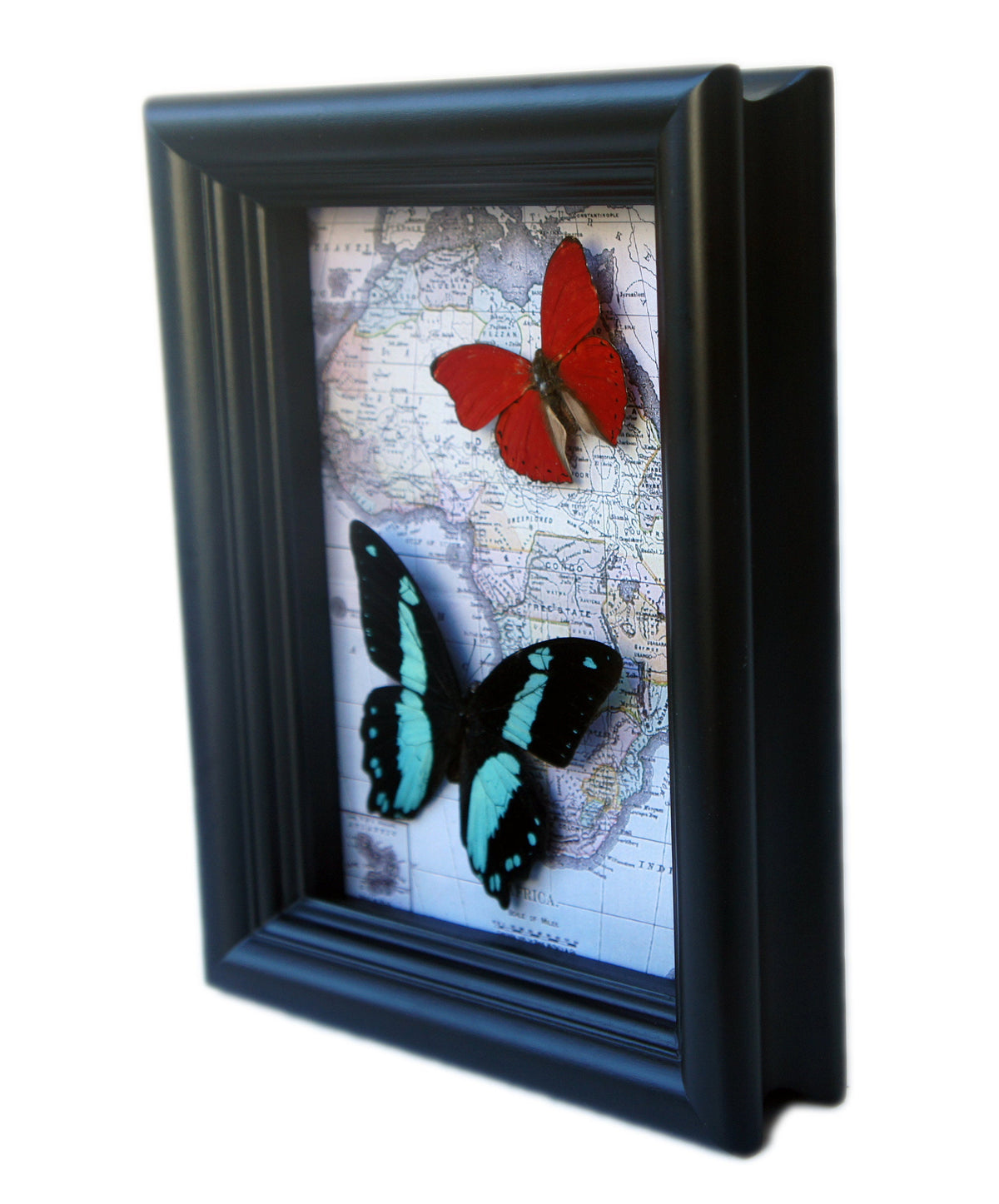 Two butterflies on map frame, alternate view