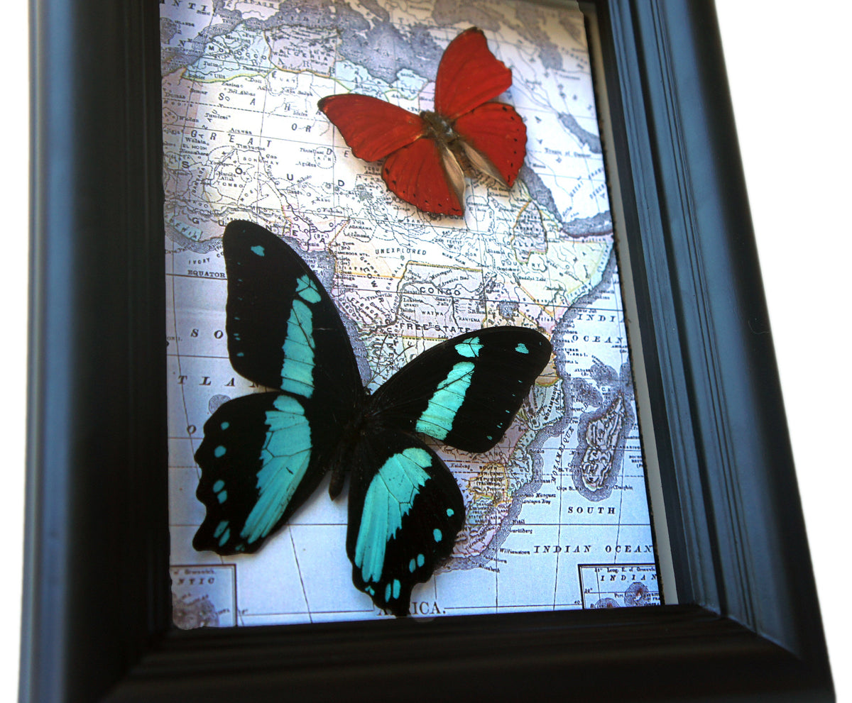 Two butterflies on map frame, detail view