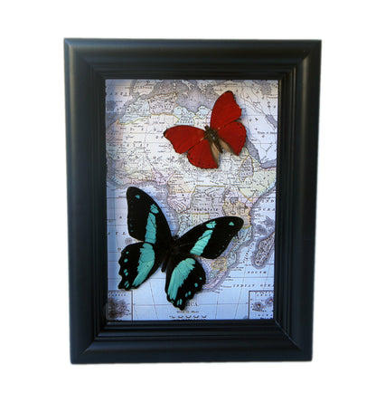 Two butterflies on map frame, additional view