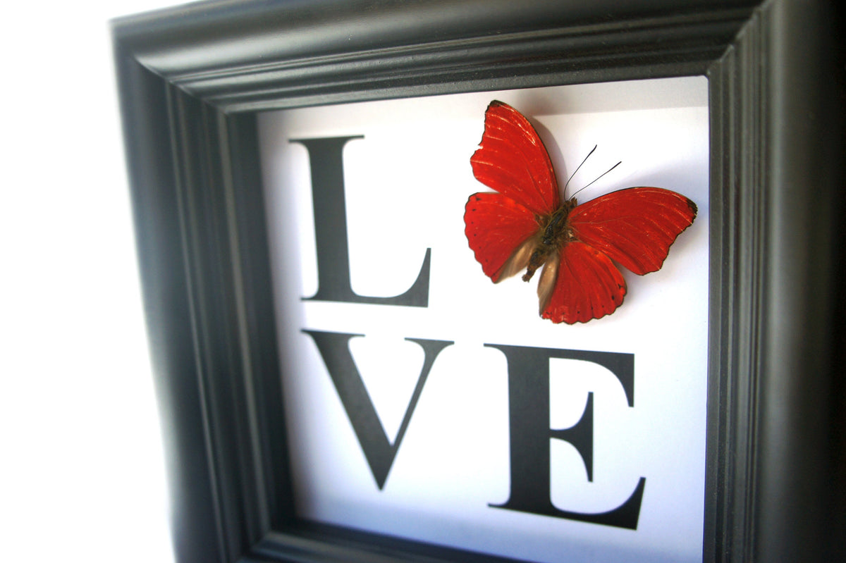 Real red butterfly with the word LOVE in a 5x5 shadow box