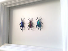 Load image into Gallery viewer, Real Frog Beetle Insect Frame - Framed Taxidermy Art, Nature Art, Oddities, Real Butterfly

