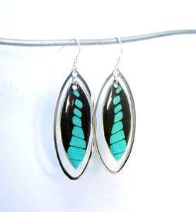 Real Butterfly Wing Sterling Silver Earrings - Graphium Milon Forewing