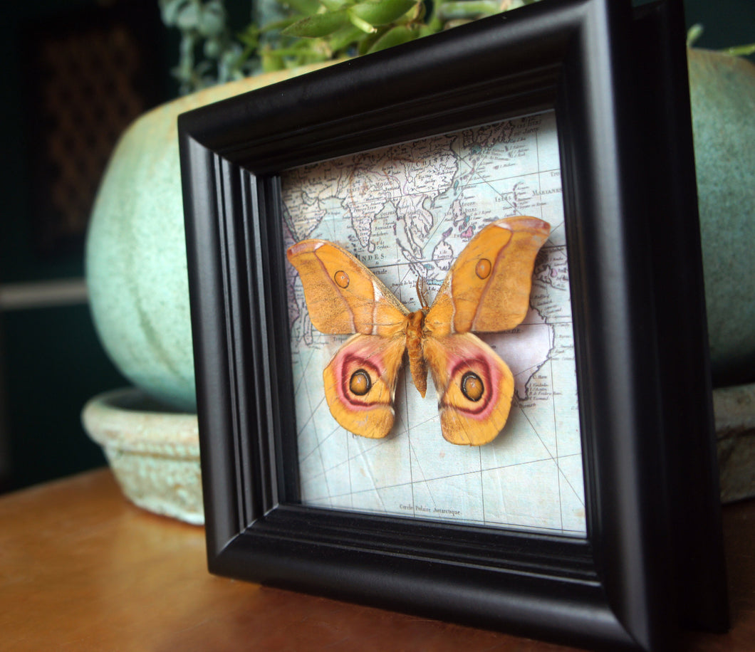 5x5 Real Moth In Shadowbox Frame - Suraka Silk Moth