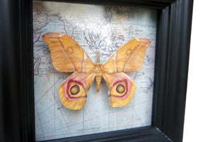 5x5 Real Moth In Shadowbox Frame - Suraka Silk Moth