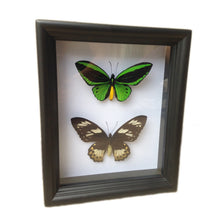 Load image into Gallery viewer, 8x10 Birdwing Butterfly Pair Shadowbox Frame
