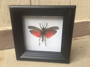 Real Grasshopper Insect Shadowbox Frame - Pink Katydid - Butterfly Framed Art, Butterfly Decor, Framed Butterfly, Real Butterfly