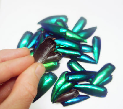 25 Real Green Beetle Wings for Crafting