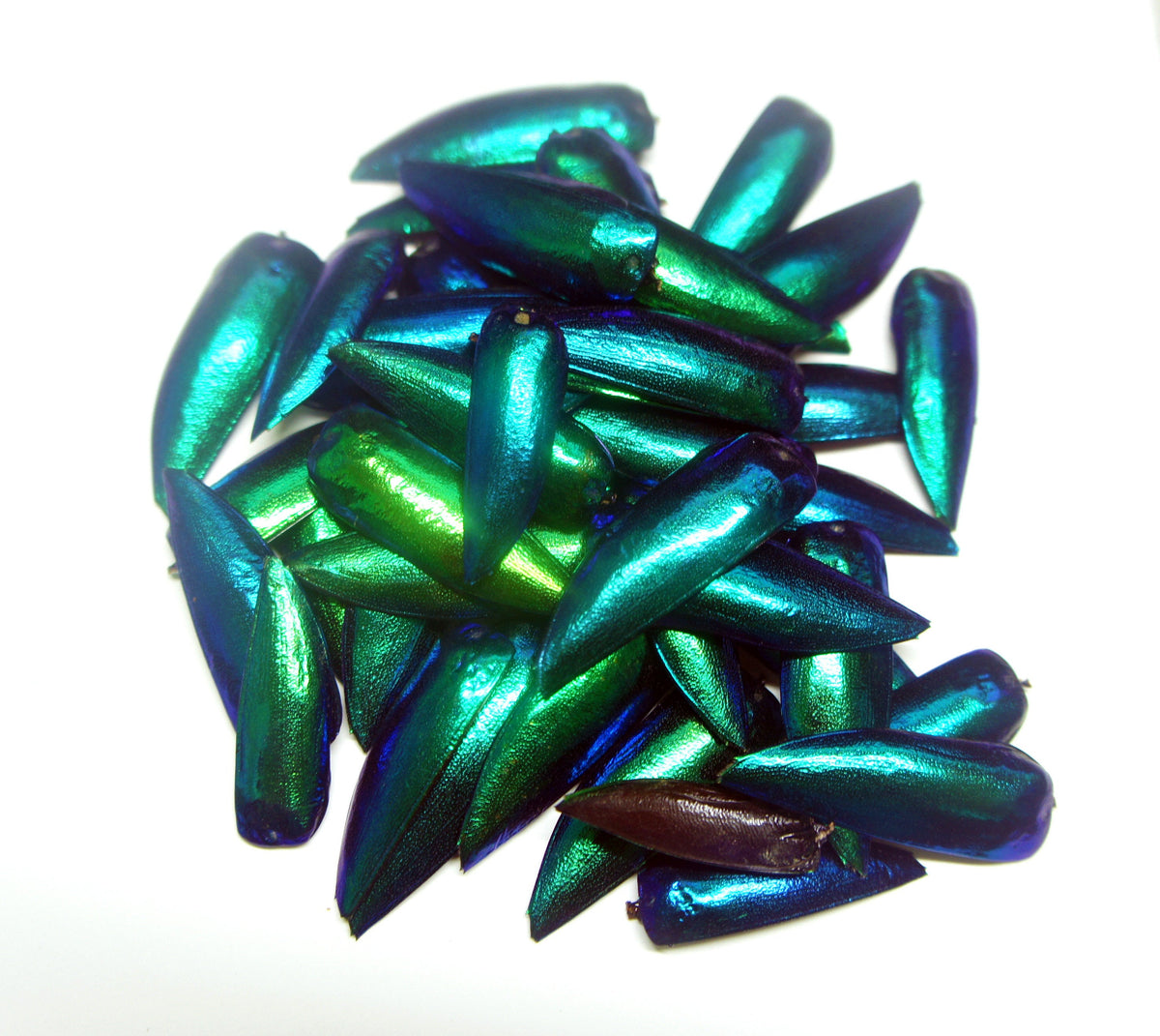 25 Real Green Beetle Wings for Crafting
