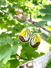 Load image into Gallery viewer, REAL butterfly wing earrings - Delias Hyparete Hindwing

