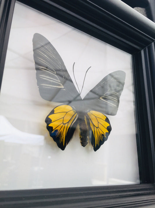 Real bright yellow butterflies in a handmade shadow box frame