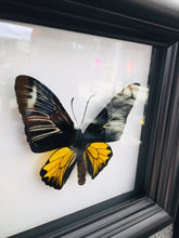 Load image into Gallery viewer, Yellow butterfly collection shadow box, detail view
