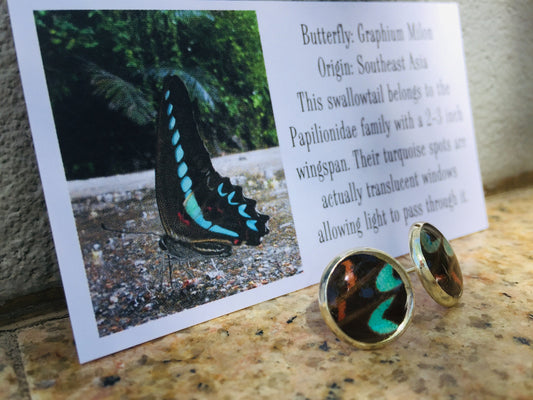 Real Graphium milon butterfly wing post earrings