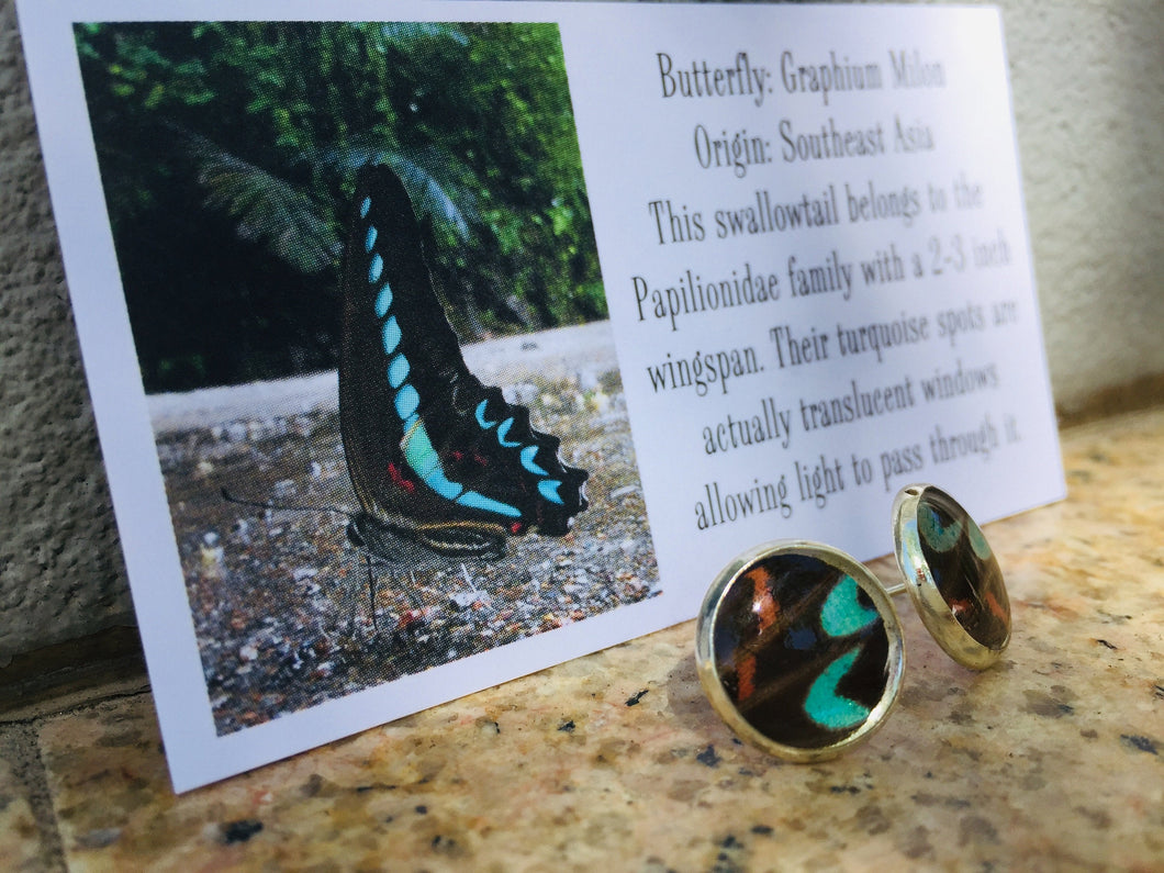 Recycled Butterfly Wing Post Earrings - Graphium Milon - Butterfly Jewelry, Butterfly Gift, Jewelry Gift