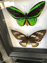 Load image into Gallery viewer, 8x10 Birdwing Butterfly Pair Shadowbox Frame

