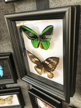 Load image into Gallery viewer, 8x10 Birdwing Butterfly Pair Shadowbox Frame
