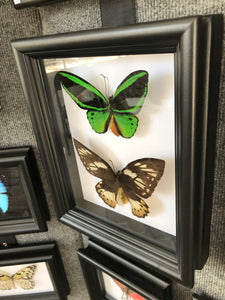 8x10 Birdwing Butterfly Pair Shadowbox Frame