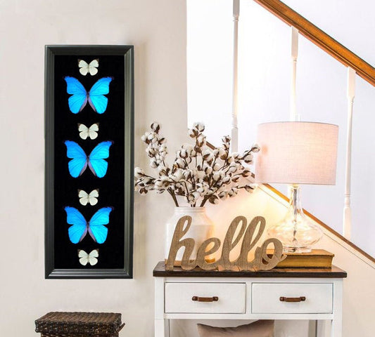 Real Blue Morpho and white butterflies in a long 8x24 wood shadow box