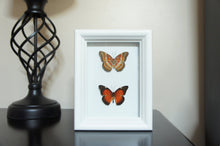 Load image into Gallery viewer, 5x7 Butterfly Insect Collection - Cethosia Biblis
