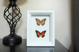 5x7 Butterfly Insect Collection - Cethosia Biblis