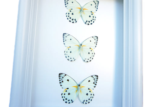 Real white Belenois calypso butterflies in a 6x8 shadow box frame