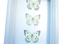 Load image into Gallery viewer, 6x8 Real Butterfly Taxidermy- Belanois Calypso
