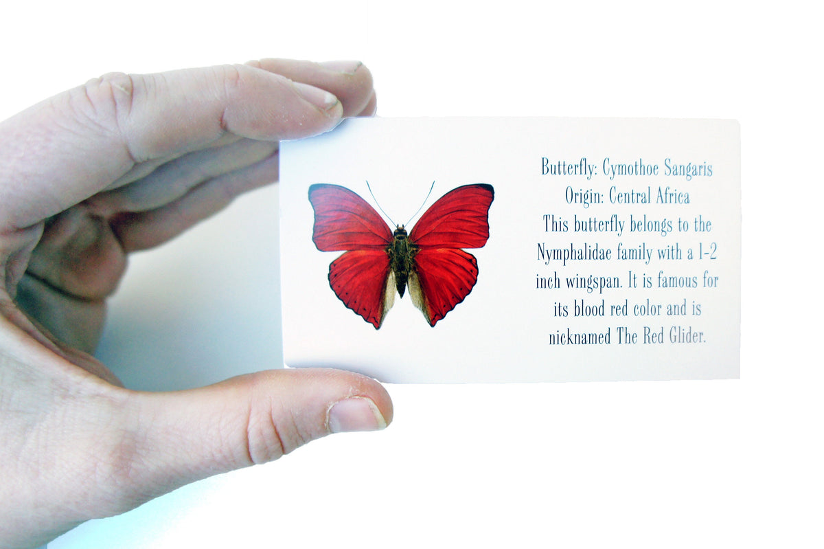 Real Red Butterfly Wing Earrings with Pearl – Cymothoe Sangaris