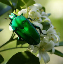 Load image into Gallery viewer, Real Beetle Wing Earrings - Large Fan
