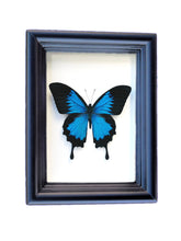 Load image into Gallery viewer, Real Framed Butterfly Taxidermy - Papilio Ulysses Plain - Insects, Vintage, Map, Office, Natural, Unique, Gift, Special Occasion
