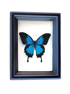 Real Framed Butterfly Taxidermy - Papilio Ulysses Plain - Insects, Vintage, Map, Office, Natural, Unique, Gift, Special Occasion