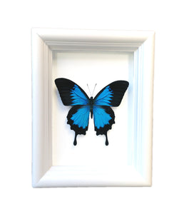 Real Framed Butterfly Taxidermy - Papilio Ulysses Plain - Insects, Vintage, Map, Office, Natural, Unique, Gift, Special Occasion