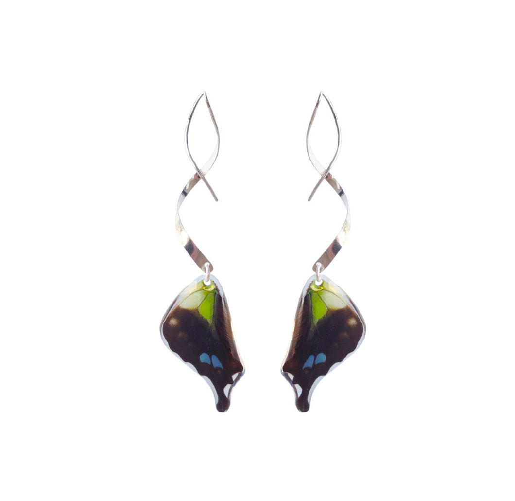 Real butterfly wing earrings with sterling silver twist - Graphium Weiskei