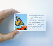 Load image into Gallery viewer, Real Framed Butterfly Taxidermy - Monarch Plain, Insects, Curiosity, Bugs, Taxidermy Art, Natural, Unique, Gift, Special Occasion
