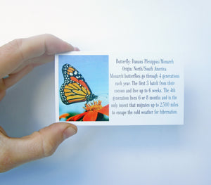 Real Framed Butterfly Taxidermy - Monarch Plain, Insects, Curiosity, Bugs, Taxidermy Art, Natural, Unique, Gift, Special Occasion