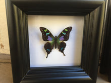 Load image into Gallery viewer, 4x4 Real Butterfly Taxidermy - Graphium Weiskei
